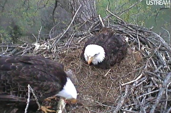 ScreenHunter_57 Mar. 31 20.49.jpg